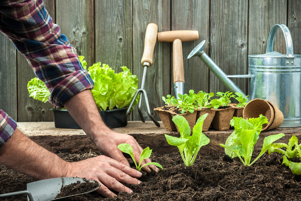 4 dicas para fazer uma horta em sua casa