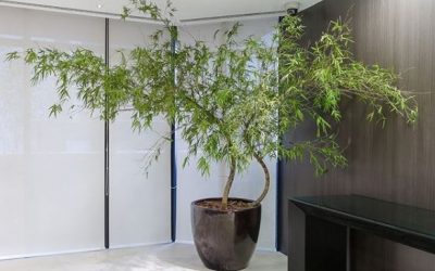 Por que as plantas preservadas são uma boa opção para sua casa?